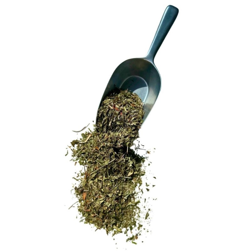 Kräutertee Waldmeister 100 GRS Pflanze Asperula odorata