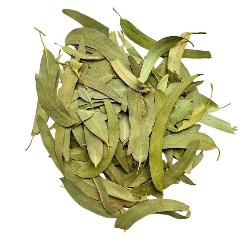 Tisane Eucalyptus feuille 1 KILO ENTIERE extra Eucalyptus globulus