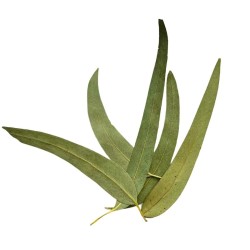 Tisane Eucalyptus feuille 1 KILO ENTIERE extra Eucalyptus globulus
