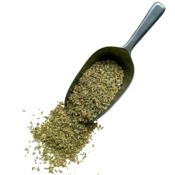 Kräutertee Fenchel VOLLSTÄNDIGES Saatgut 100 GRS Foeniculum dulce