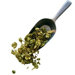 Kräutertee Hopfen Kegel100 GRS Humulus lupulus