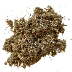 Marrubium Weiße Pflanze 100 Marrubium vulgare