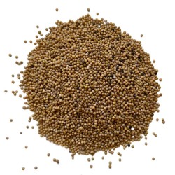 Moutarde blanche (Moutarde Anglaise) graine ENTIERE 100 g Sinapi
