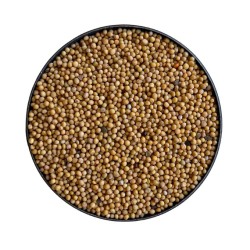 Moutarde blanche (Moutarde Anglaise) graine ENTIERE 100 g Sinapi
