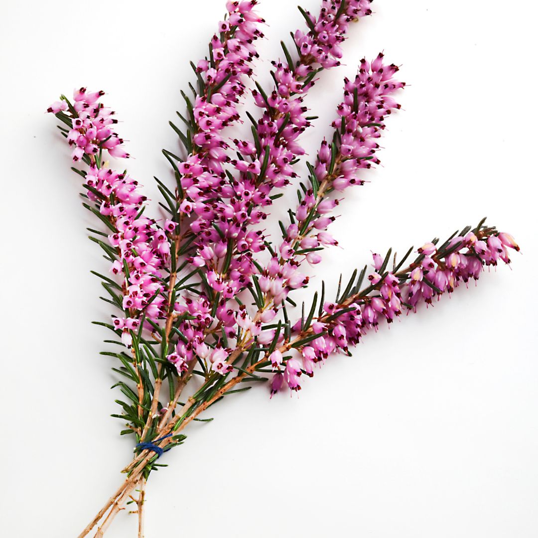 Brezo: beneficios y uso en fitoterapia