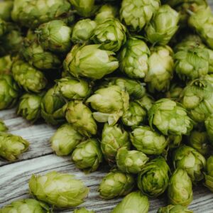 Le Houblon: botanique, bienfaits et utilisation en phytothérapie