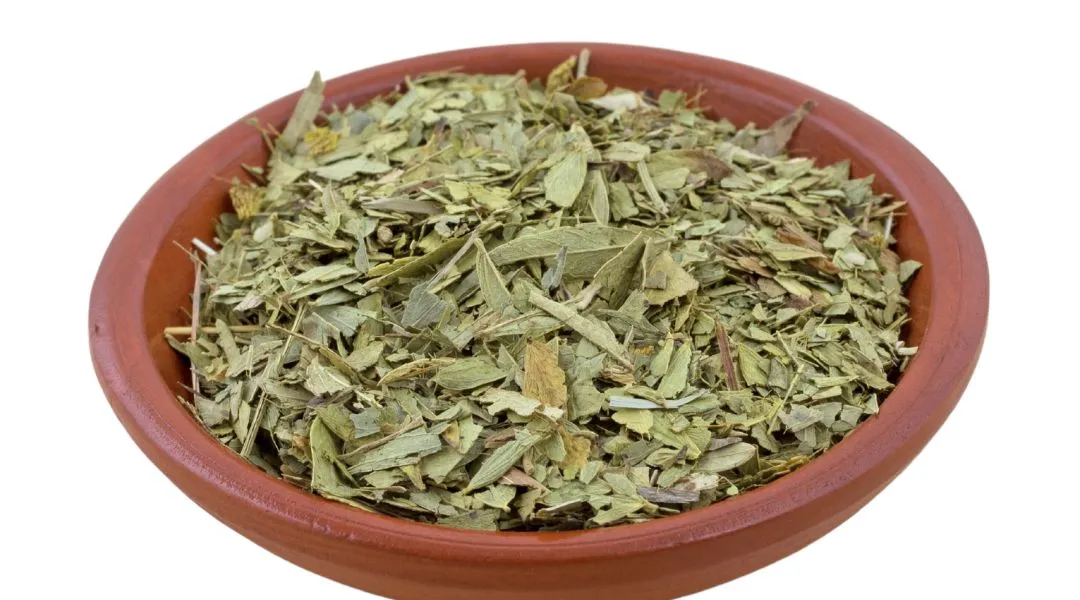 Senna (Cassia Angustifolia): benefits and historical virtues of this  medicinal plant