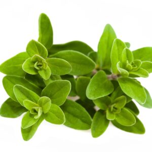 La Marjolaine: origines, bienfaits et usages en phytothérapie et en cuisine