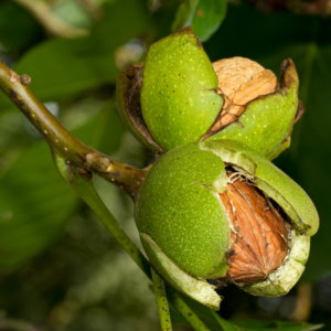 Le Noyer: botanique, bienfaits et utilisation