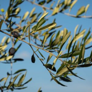L&rsquo;Olivier: quels sont ses bienfaits et son utilisation en phytothérapie?