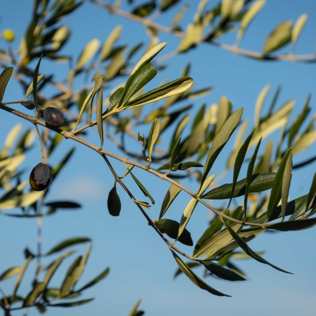 El Olivo: ¿cuáles son sus beneficios y usos en fitoterapia?