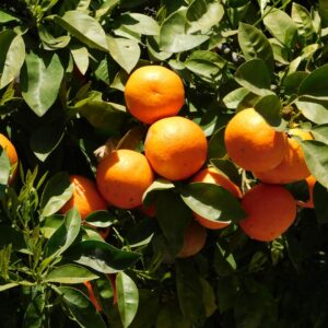 L&rsquo;Orange Amère: bienfaits et utilisation