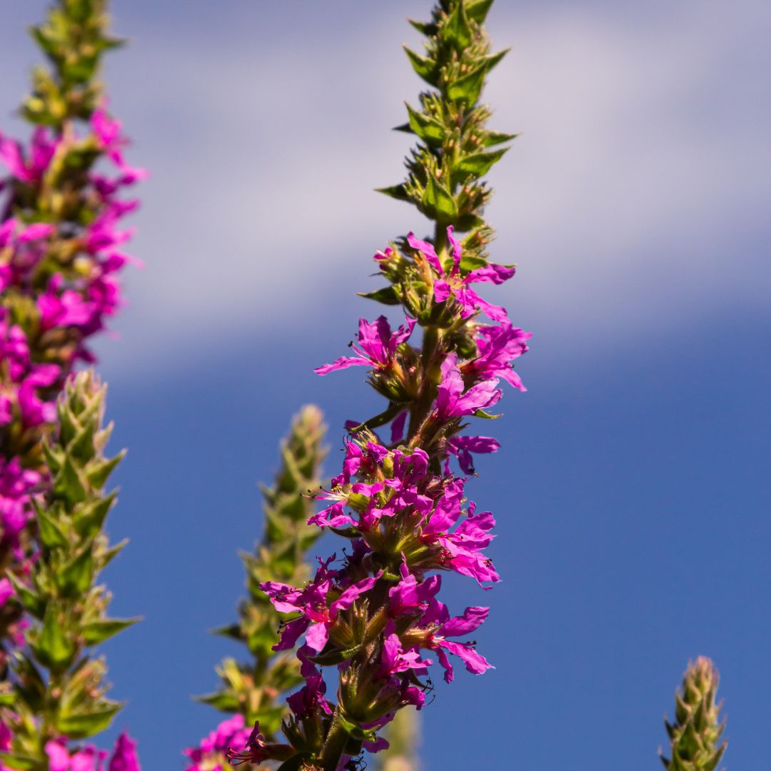 La salicaria: botánica, propiedades y usos en fitoterapia
