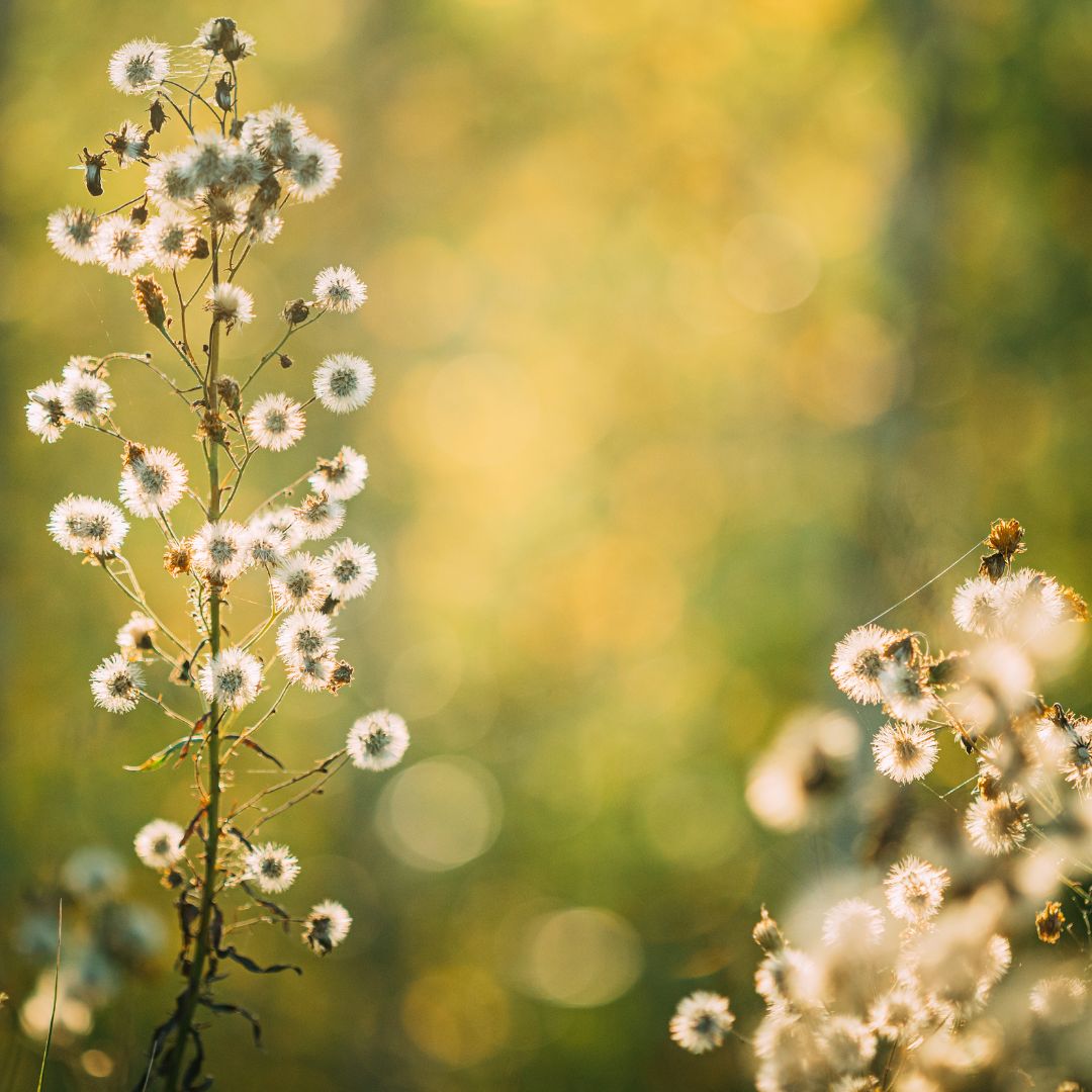 Fleabane de Canadá: propiedades y usos en fitoterapia