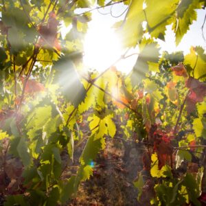 La Vigne Rouge: bienfaits en phytothérapie et utilisation