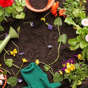Quelles plantes médicinales cultiver dans son jardin au printemps?