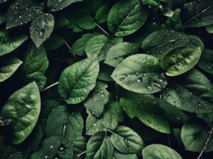 Quelles sont les plantes pour aider au bon fonctionnement de la prostate ?