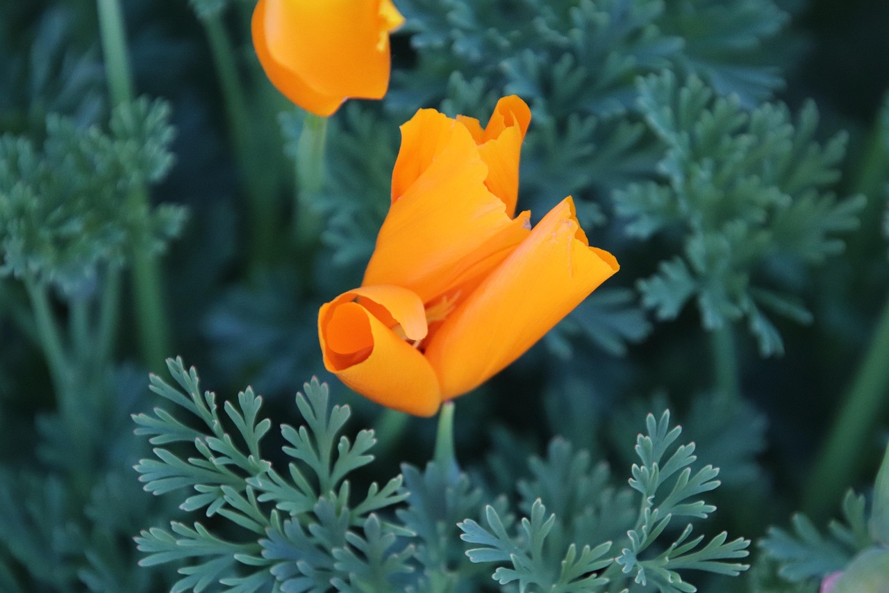 Les bienfaits de l’escholtzia