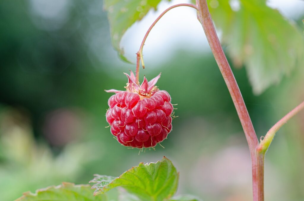 framboise