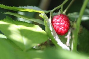 Les bienfaits du framboisier