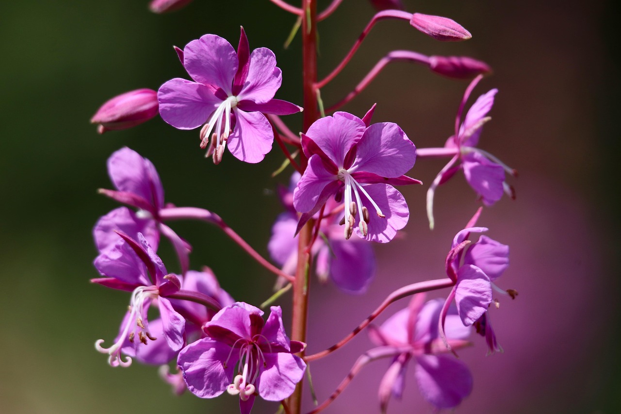 Les bienfaits de l’Epilobe