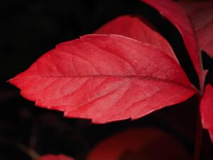 Vigne rouge : tisane ou gelules ? Comment choisir