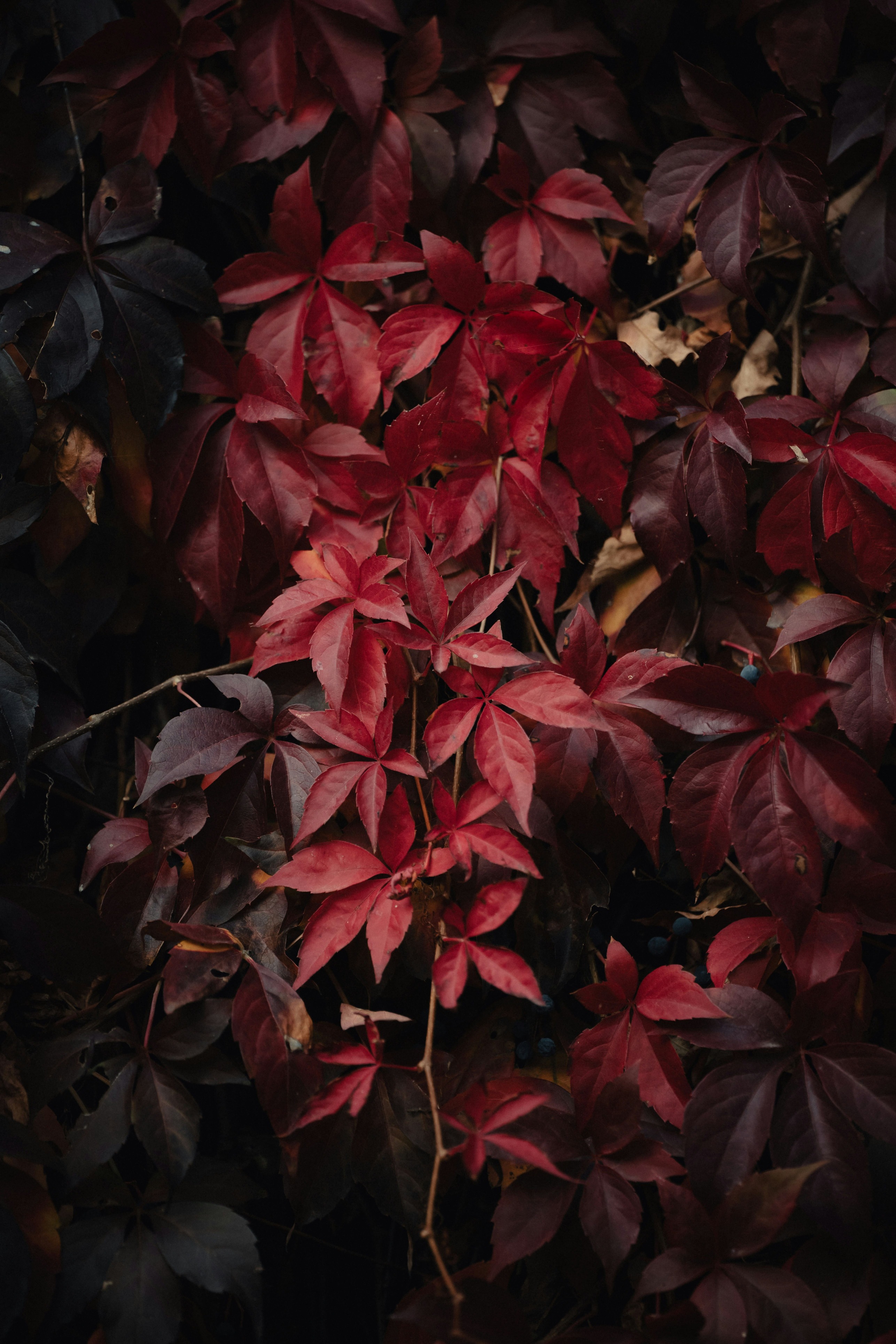 Plantes de la circulation : vigne rouge &amp; associations