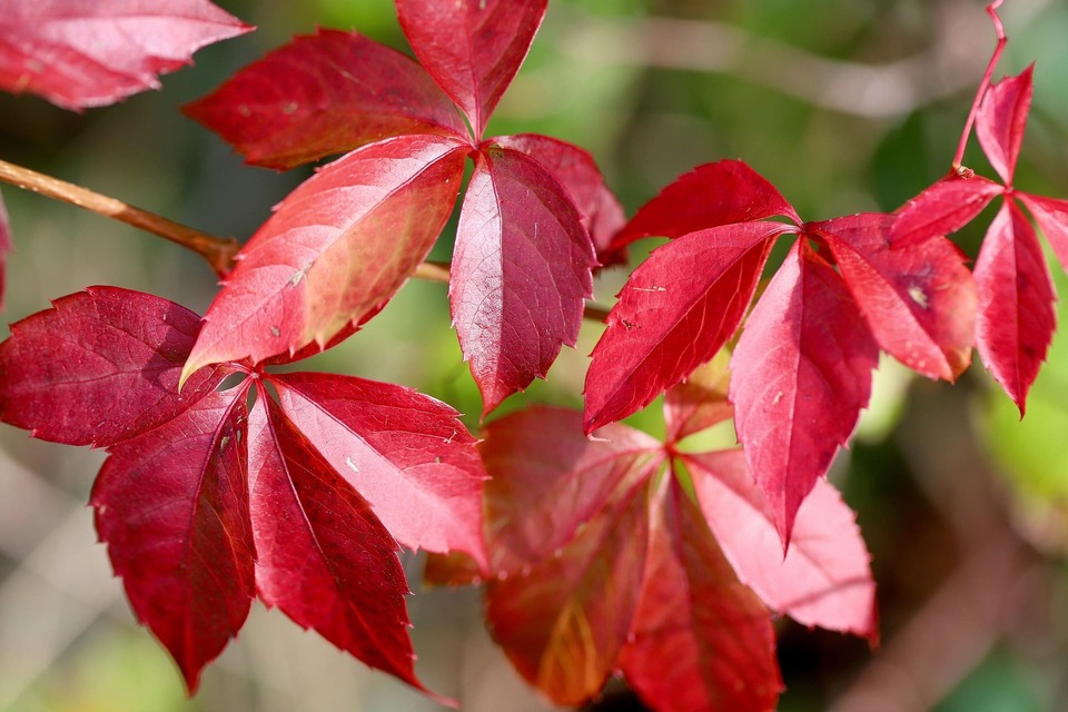 Chevilles gonflees l'ete : que faire ? | Vigne rouge