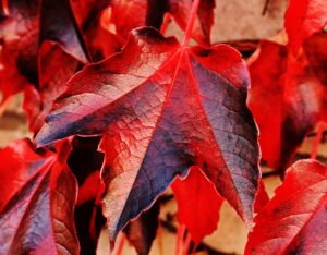 Vigne rouge : ses polyphenols pour la circulation