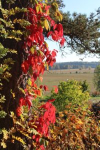Vigne rouge : histoire, vertus et usages en herboristerie