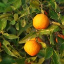Oranger amer
