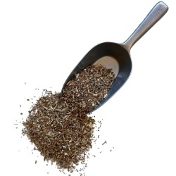 Tisane Salicaire plante  Lithrum salicaria.