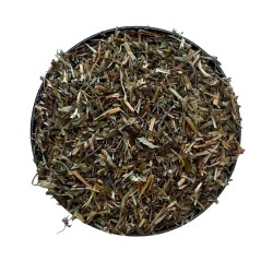 Tisane Véronique plante CT  Veronica officinalis