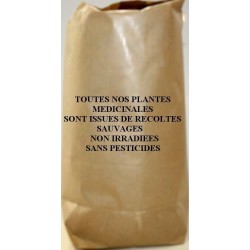 Tisane Lierre terrestre plante  Glechoma hederacea