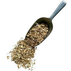 Tisane Fenouil RACINE  Foeniculum dulce.